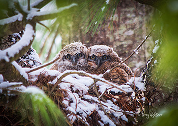 Baby Great Horned Owls by Terry Aldhizer